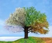 Avatar for Four Seasons