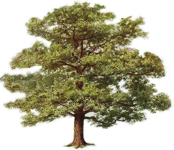 North Metro Tree Service logo