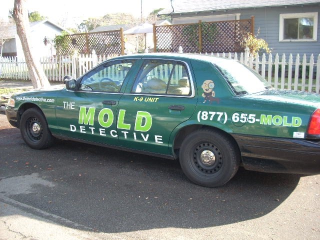 Avatar for THE MOLD DETECTIVE
