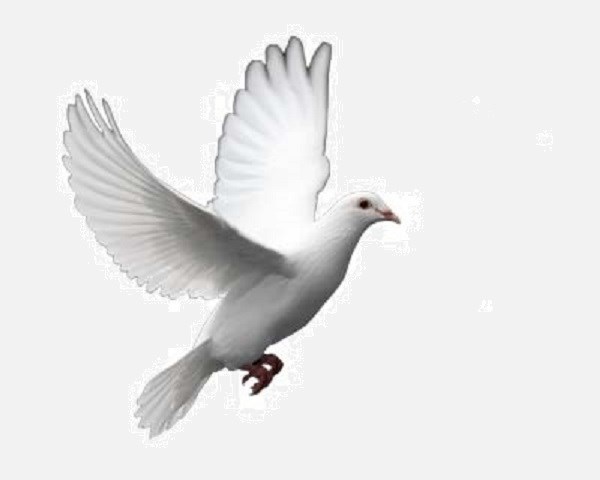 White Dove Cleaning Service logo
