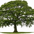 Sunlight Tree Care logo
