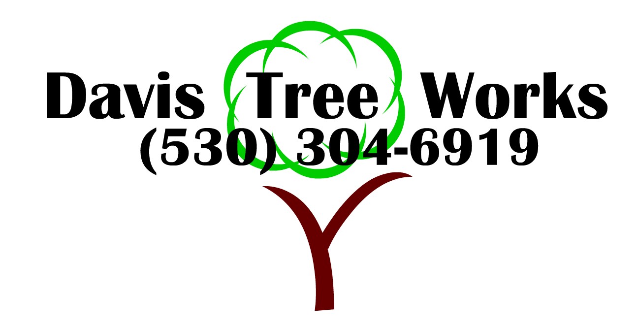 Davis Tree Works logo