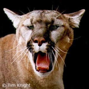 Avatar for COUGAR CLEANING EQUIPMENT