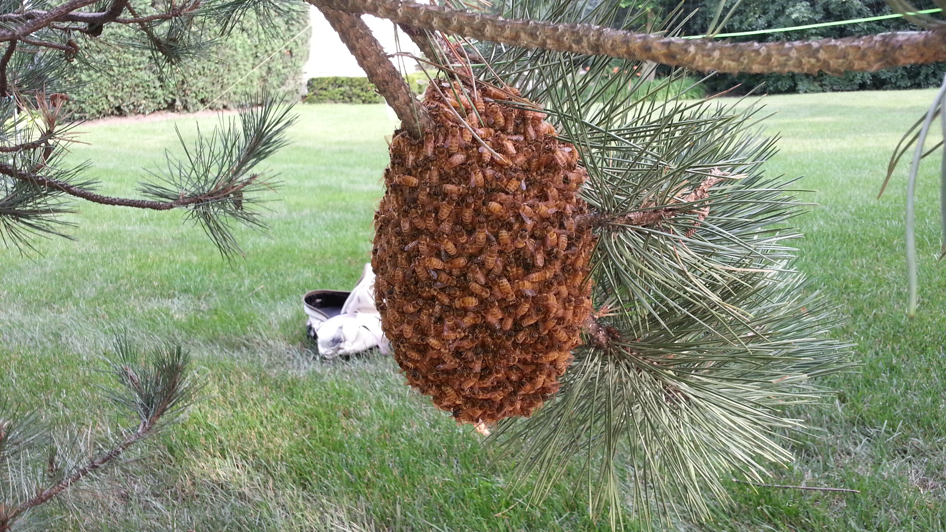 Avatar for Bee removal