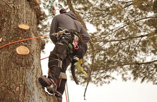 Logo for DOWNS TREE SERVICE