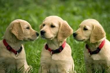 Paws & Claws Pet Care Sitting Boarding logo