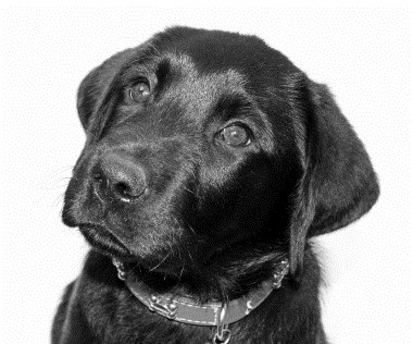 Carolina K-9 Mold Detection logo