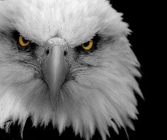 eagle eye protection, llc logo