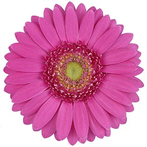 FLORAL CREATIONS FLORIST INC logo
