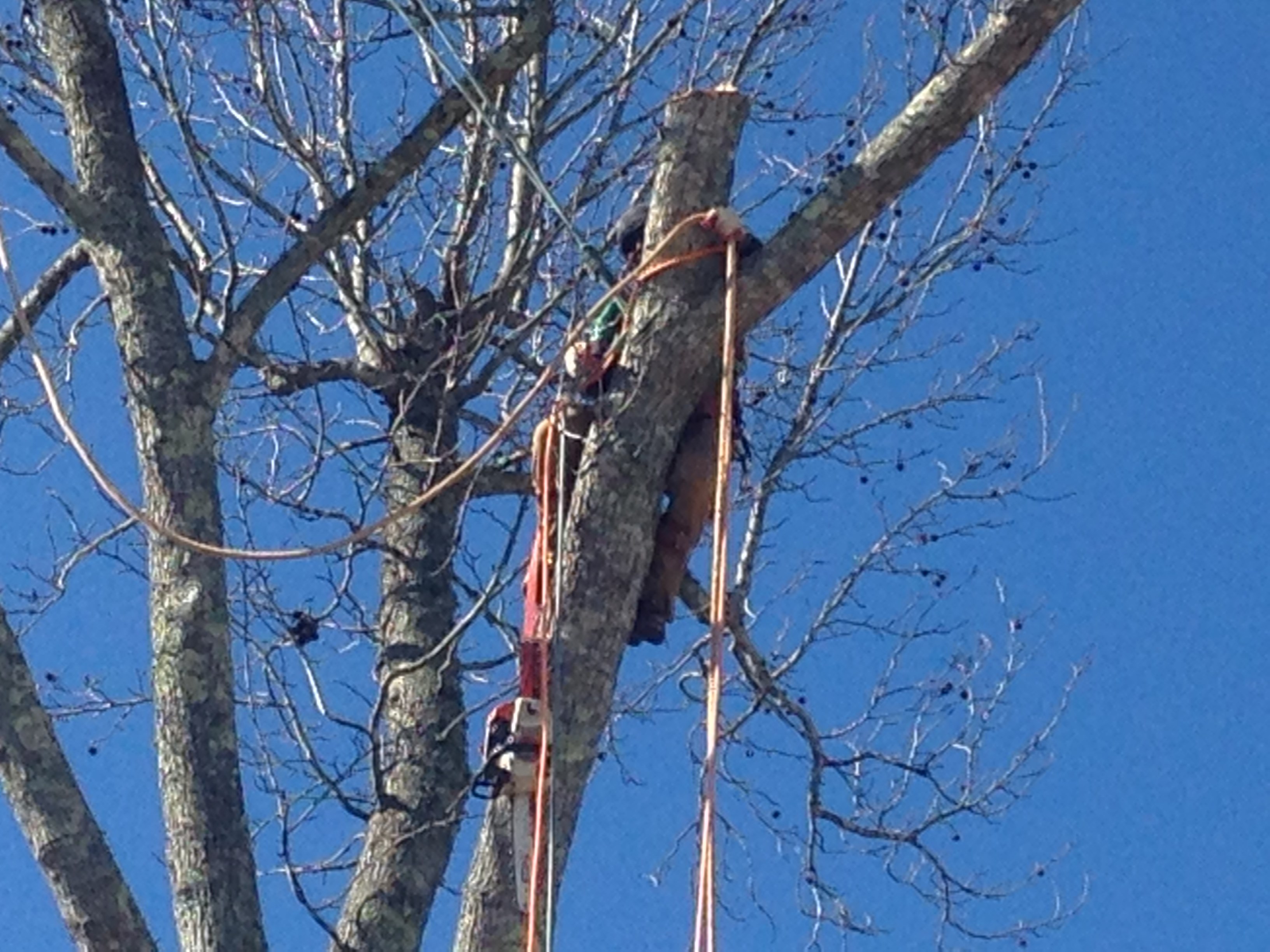 Tree Services and Fencing of Georgia logo