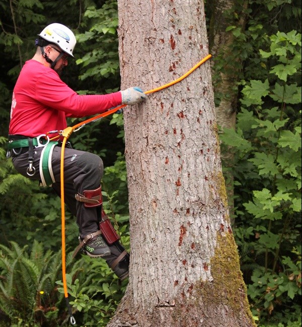 Avatar for Productive Tree and Mulch