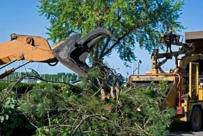 Logo for GREEN DAY TREE & LANDSCAPING