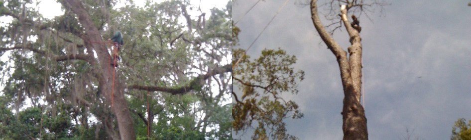 First Coast Tree logo