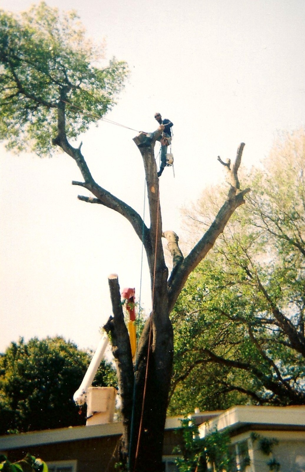 Environmental Tree Services, Inc. logo