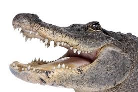 Crazy Gatorland Carts, LLC logo