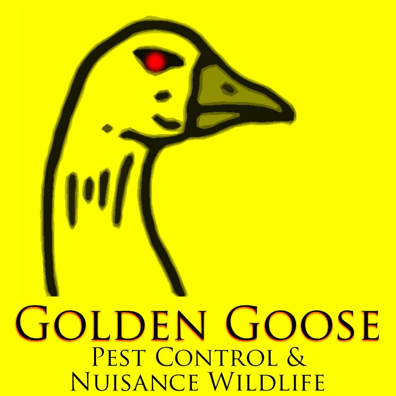 Golden  Goose  Pest  Control logo