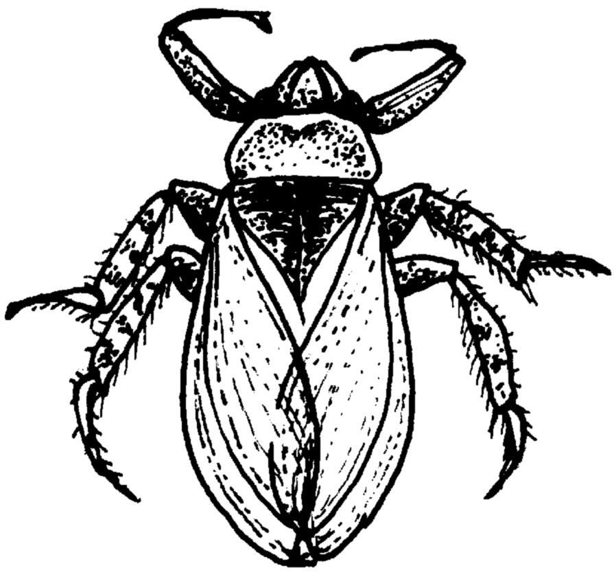 Rosado Pest Control logo