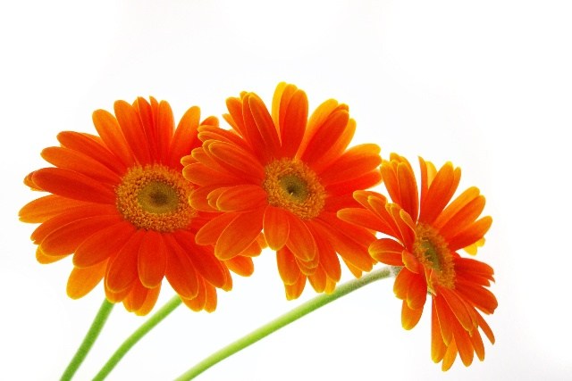 MEME'S FLORIST logo