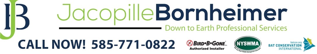 JacopilleBornheimer logo