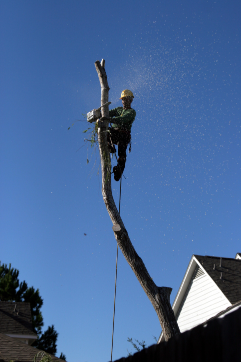 Direct Cut Lawn Tree Service logo