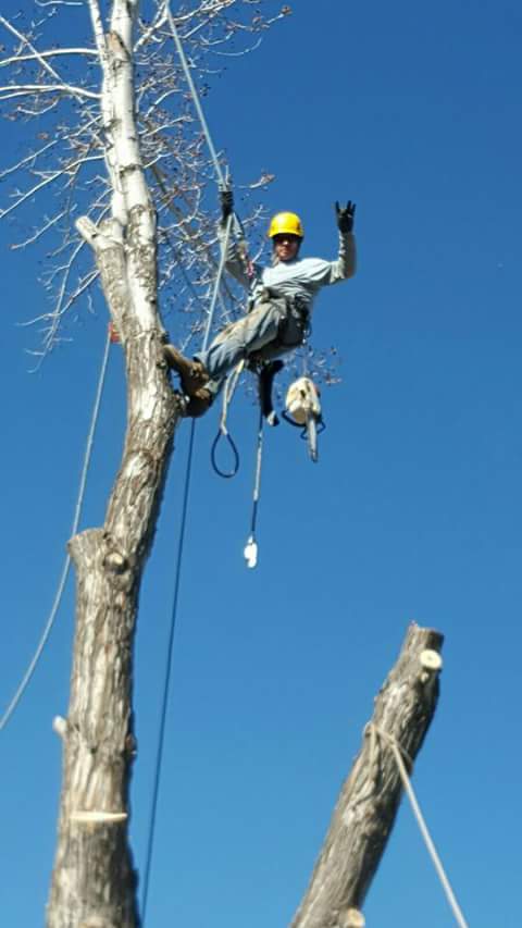 Eli The Tree Guy's Tree Service logo