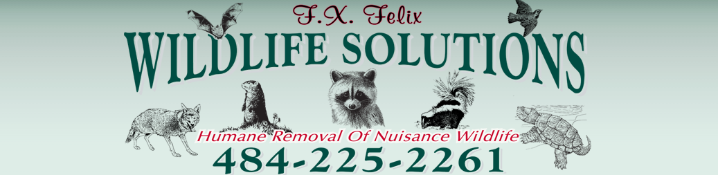 F.X. Wildlife Solutions logo