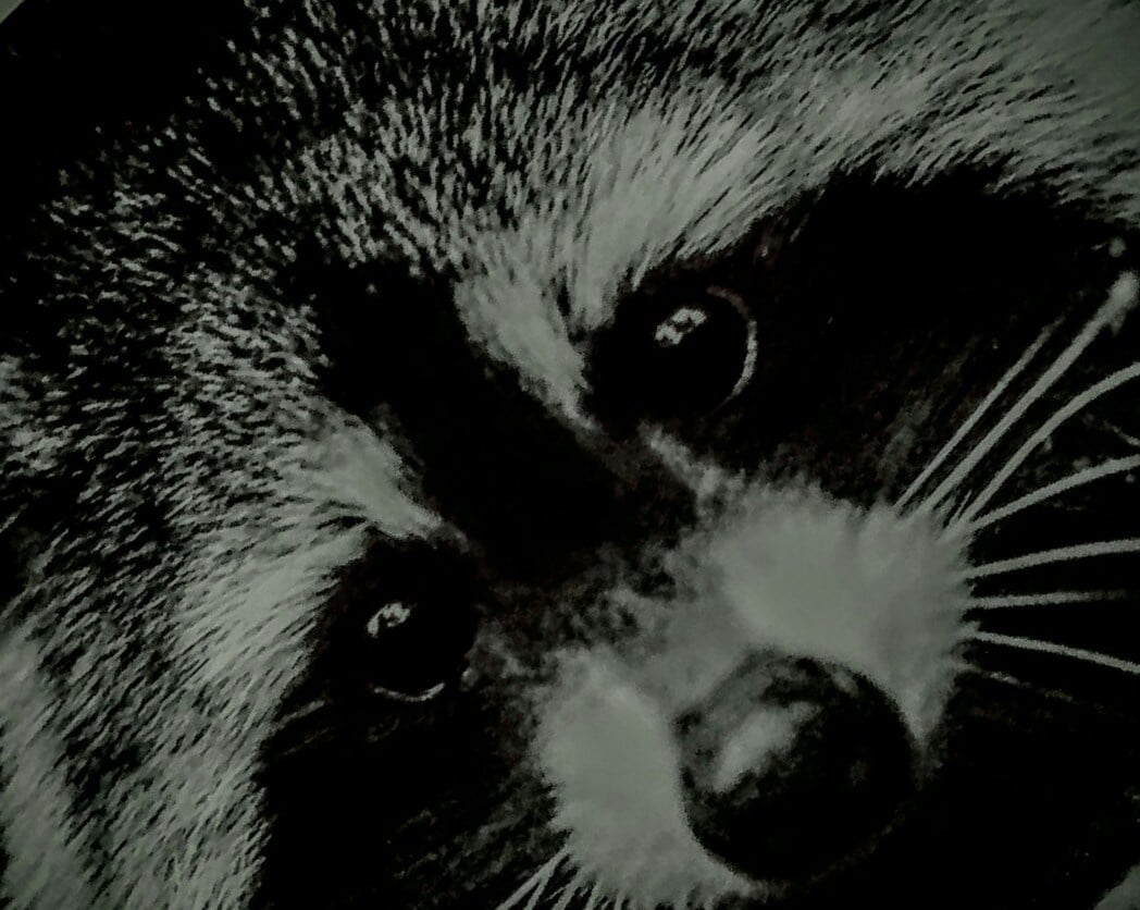 Logo for No Worries Wildlife Removal LLC