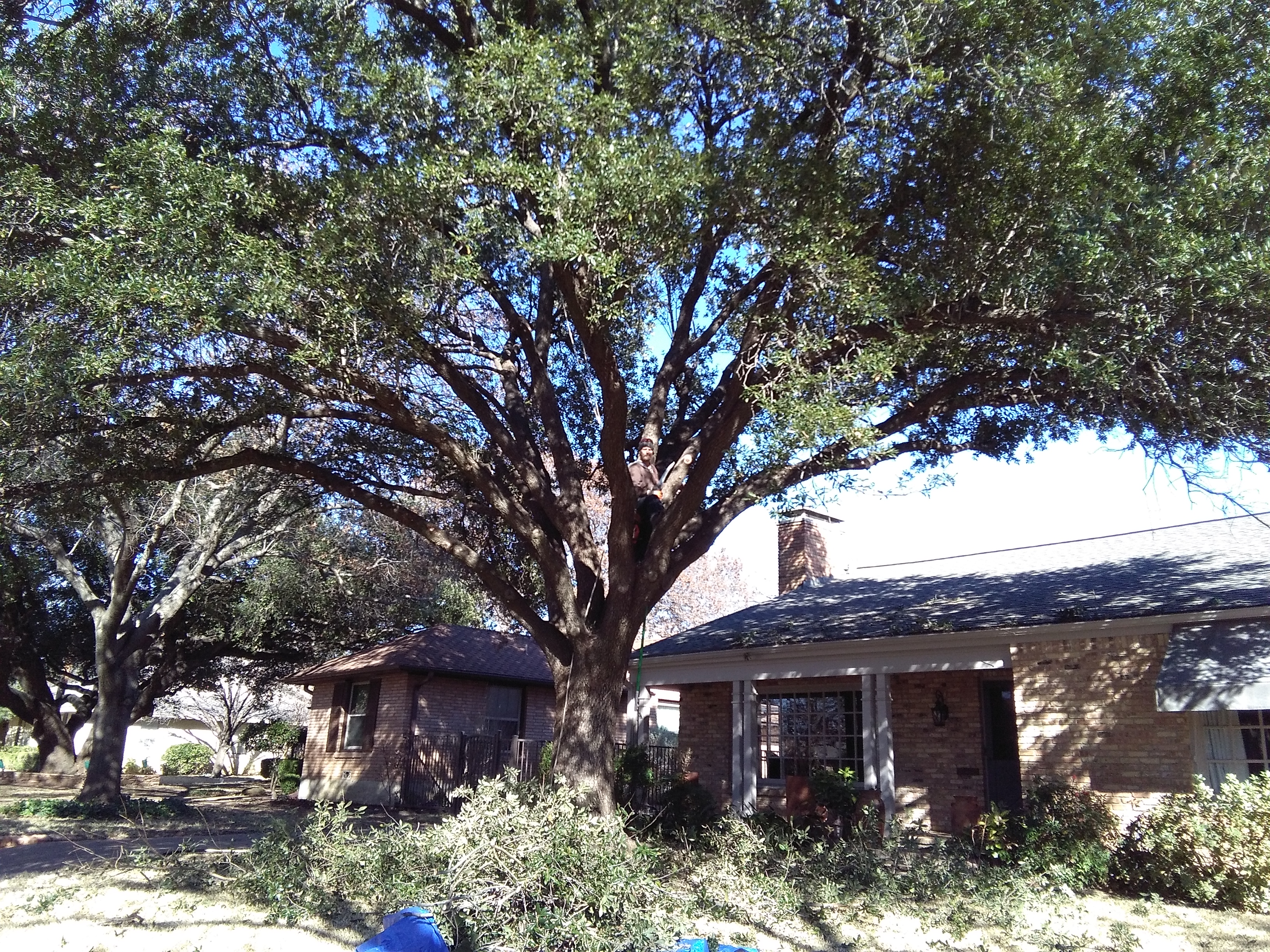 Logo for Tree Service of Fort Worth