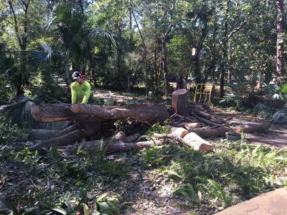 Avatar for Arbormans tree service