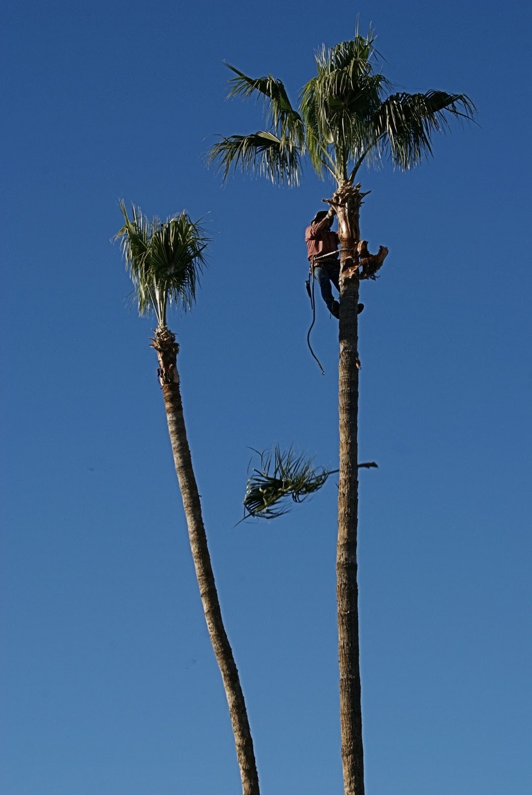 Avatar for All Around Tree