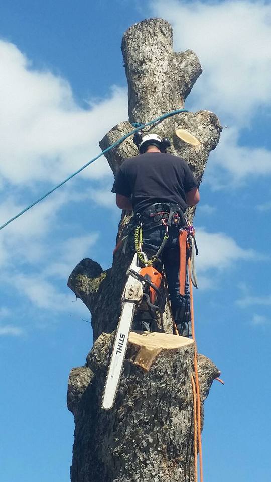Middle Tennessee Arboriculture logo