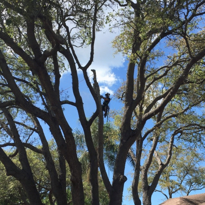 Flawless Arborist logo