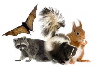 Squirrel And Wildlife Removal SC logo