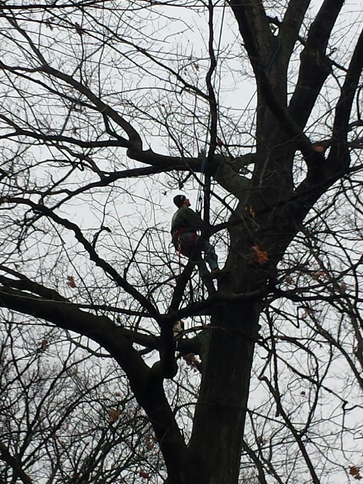 Avatar for B&D tree service