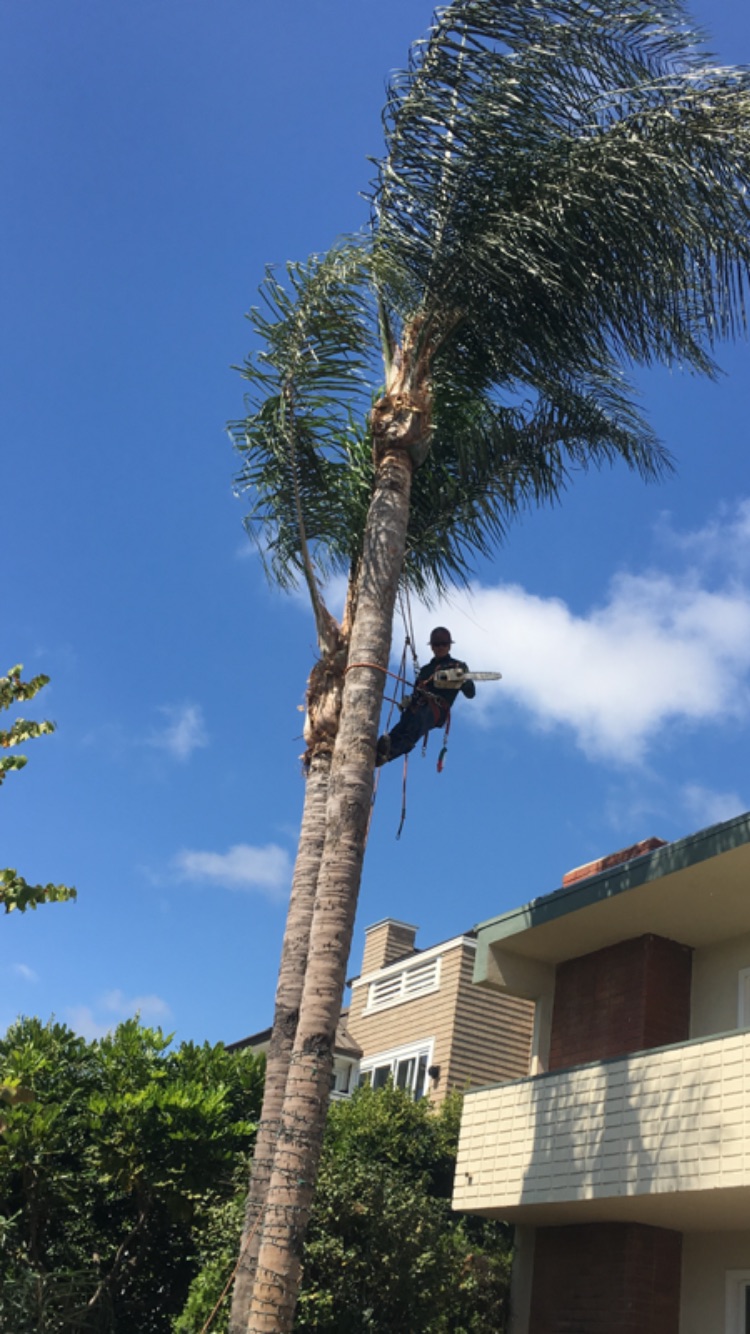 REYNOSO TREE SERVICE logo