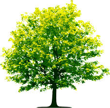 Avatar for Fast Trees & Painting