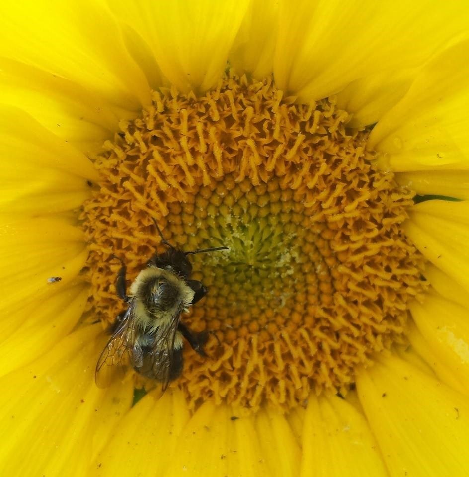 Avatar for Greater Manchester Organic Gardening