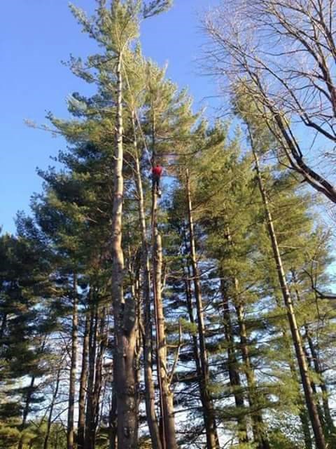 Above All Tree Service logo