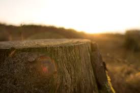 Corey's Stump Grinding, LLC. logo