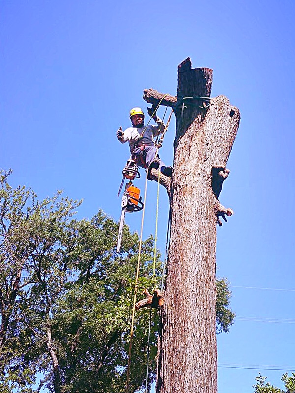 Prado's Tree Service logo