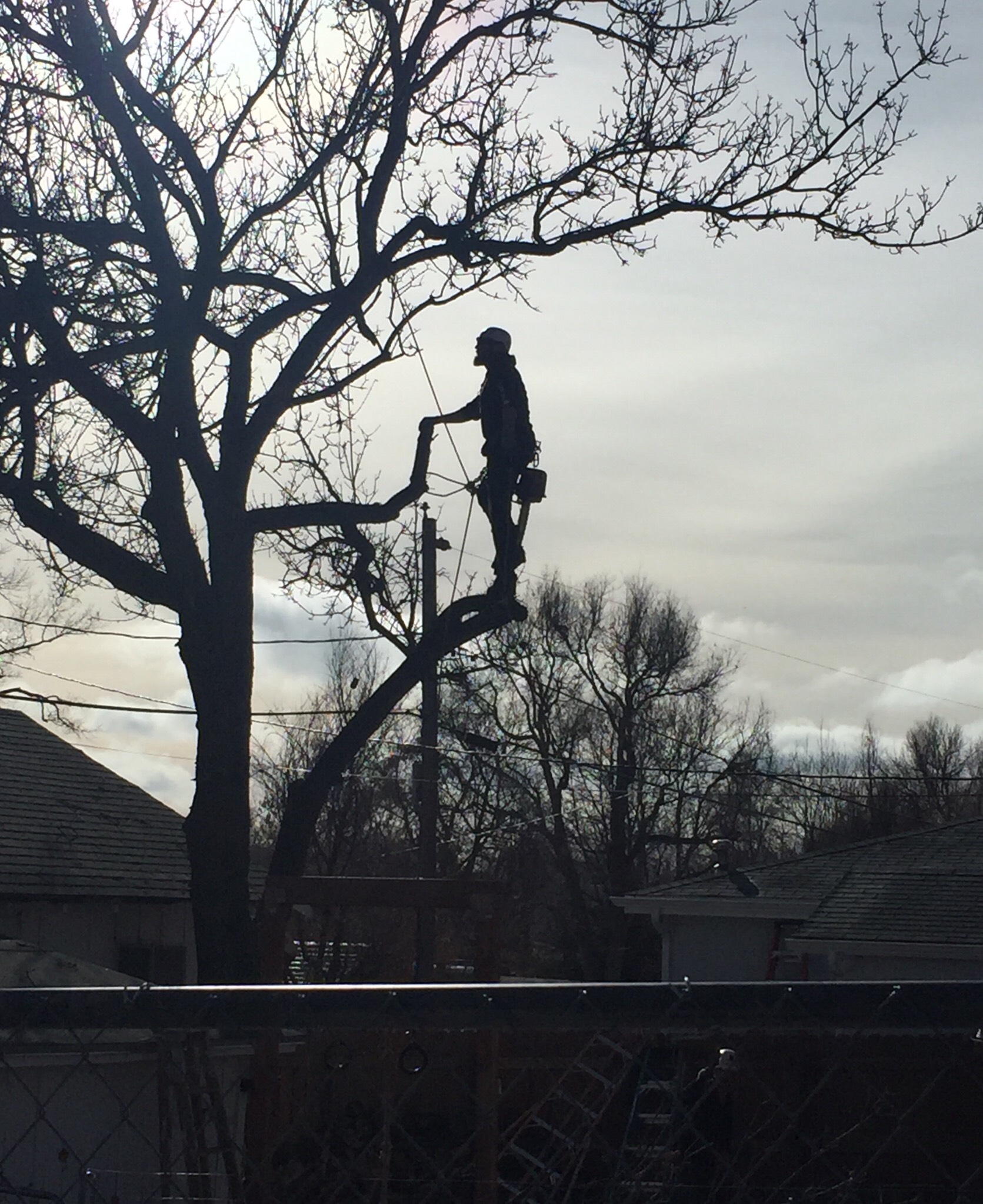 Summit Tree Care LLC logo
