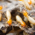 Final Stepp Pest & Termite Control logo
