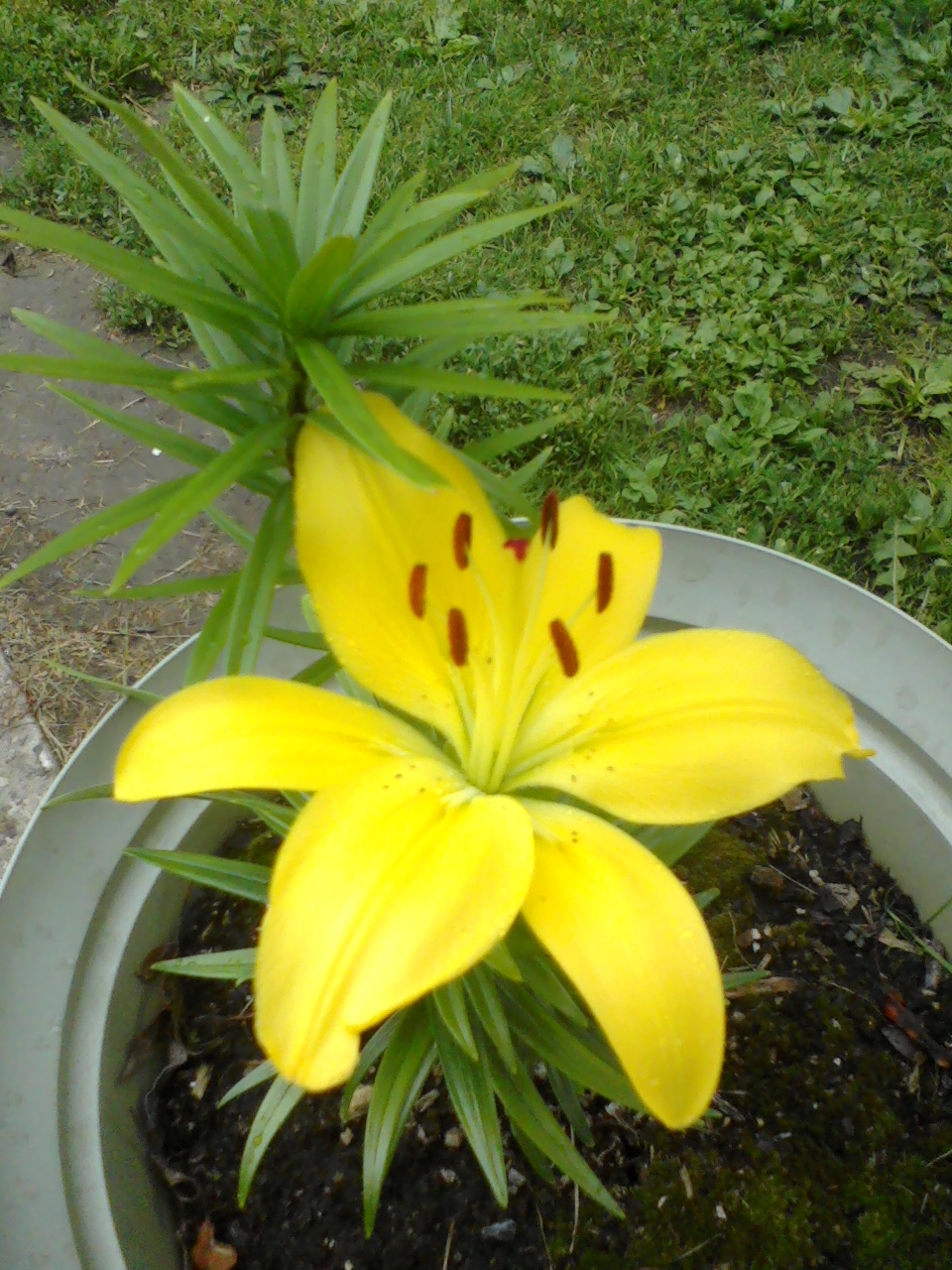 Avatar for Frankel's Yard & Odd Jobs