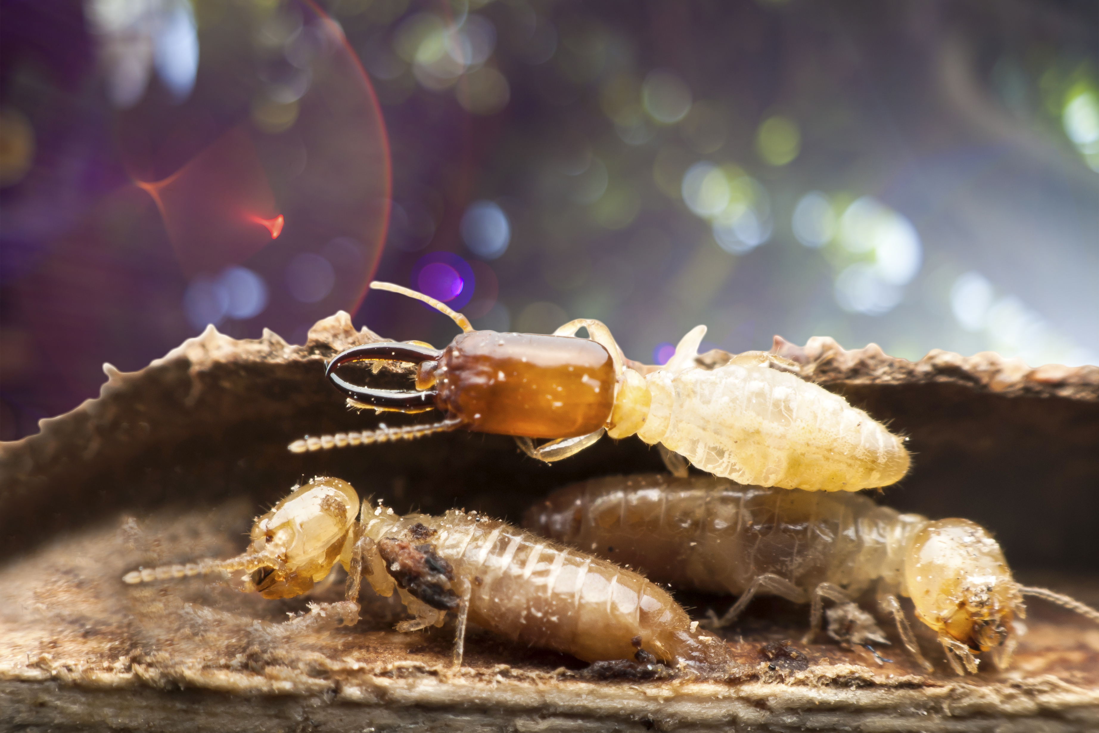 Dead On Termite Services logo