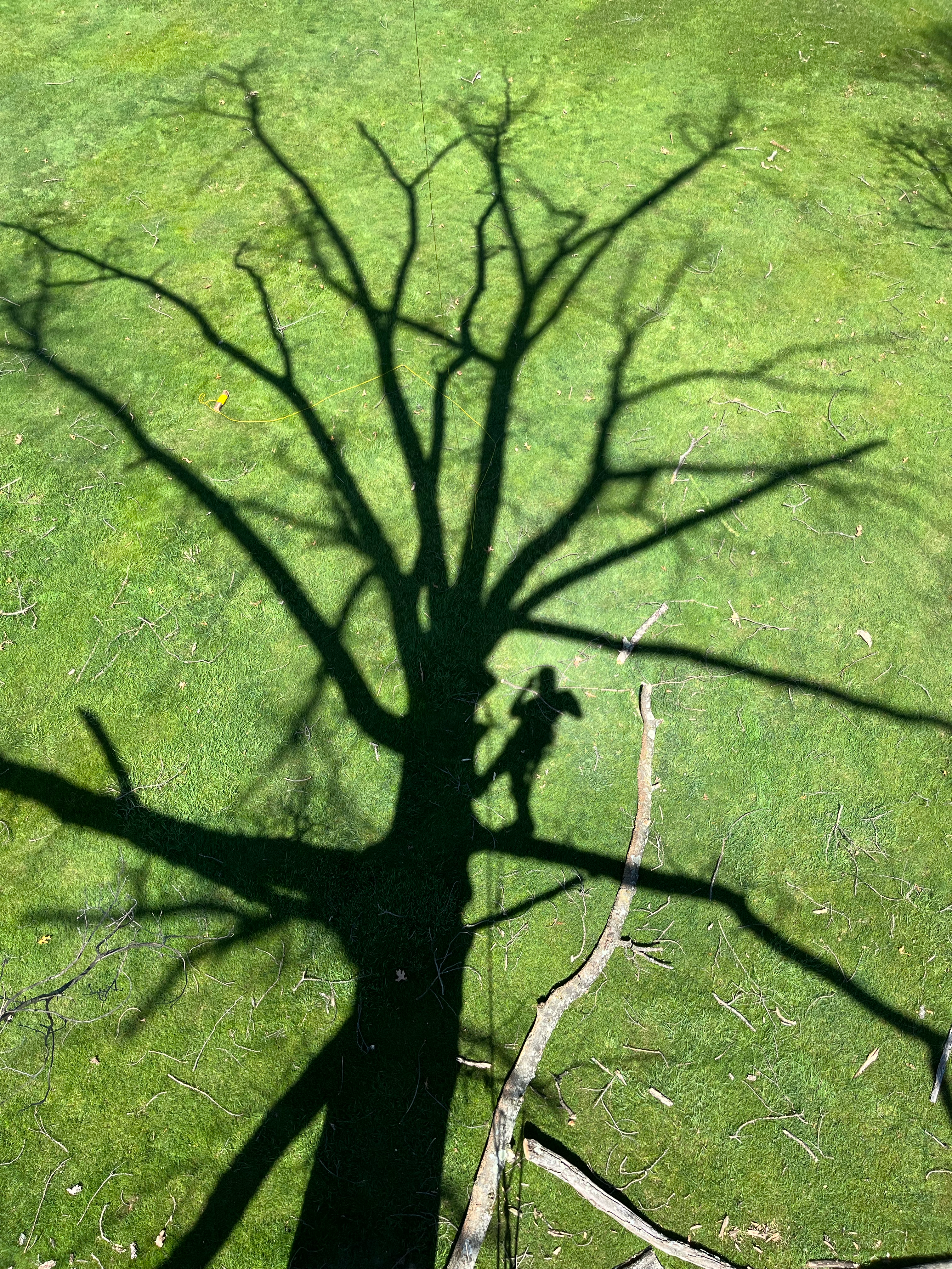 Avatar for Matthews tree service