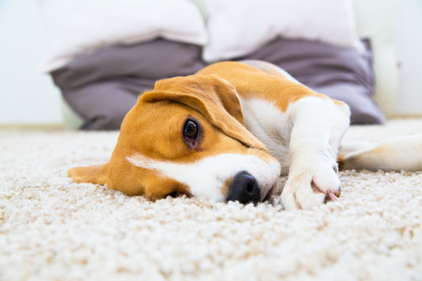 Avatar for Palm Springs Carpet Cleaning
