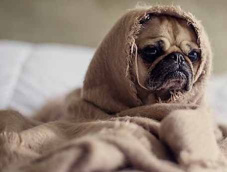 Avatar for Authority Bedbug & Pest Control