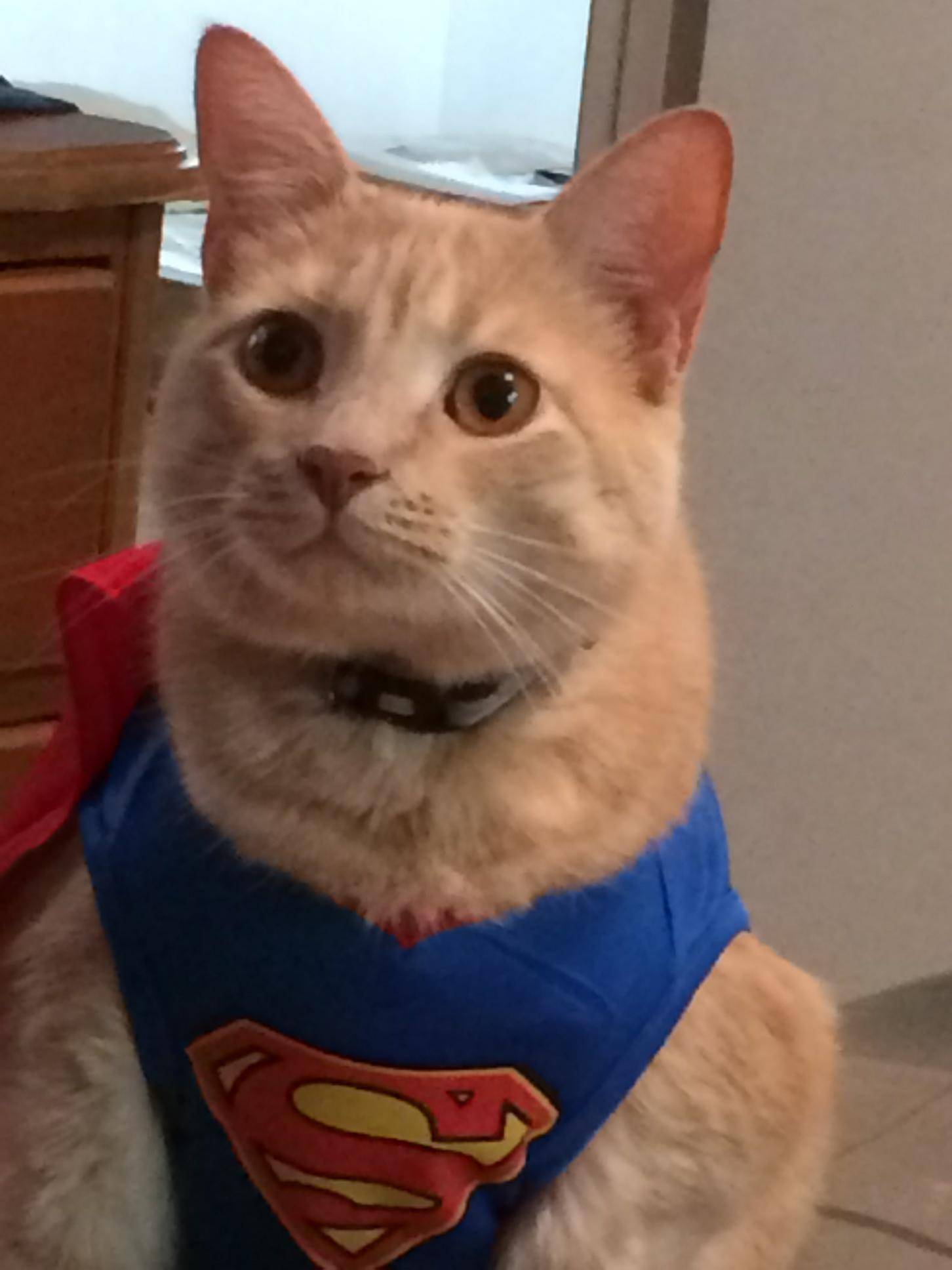 Avatar for Catio BoB the Catio Builder