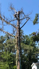 Avatar for Morgan Tree Service