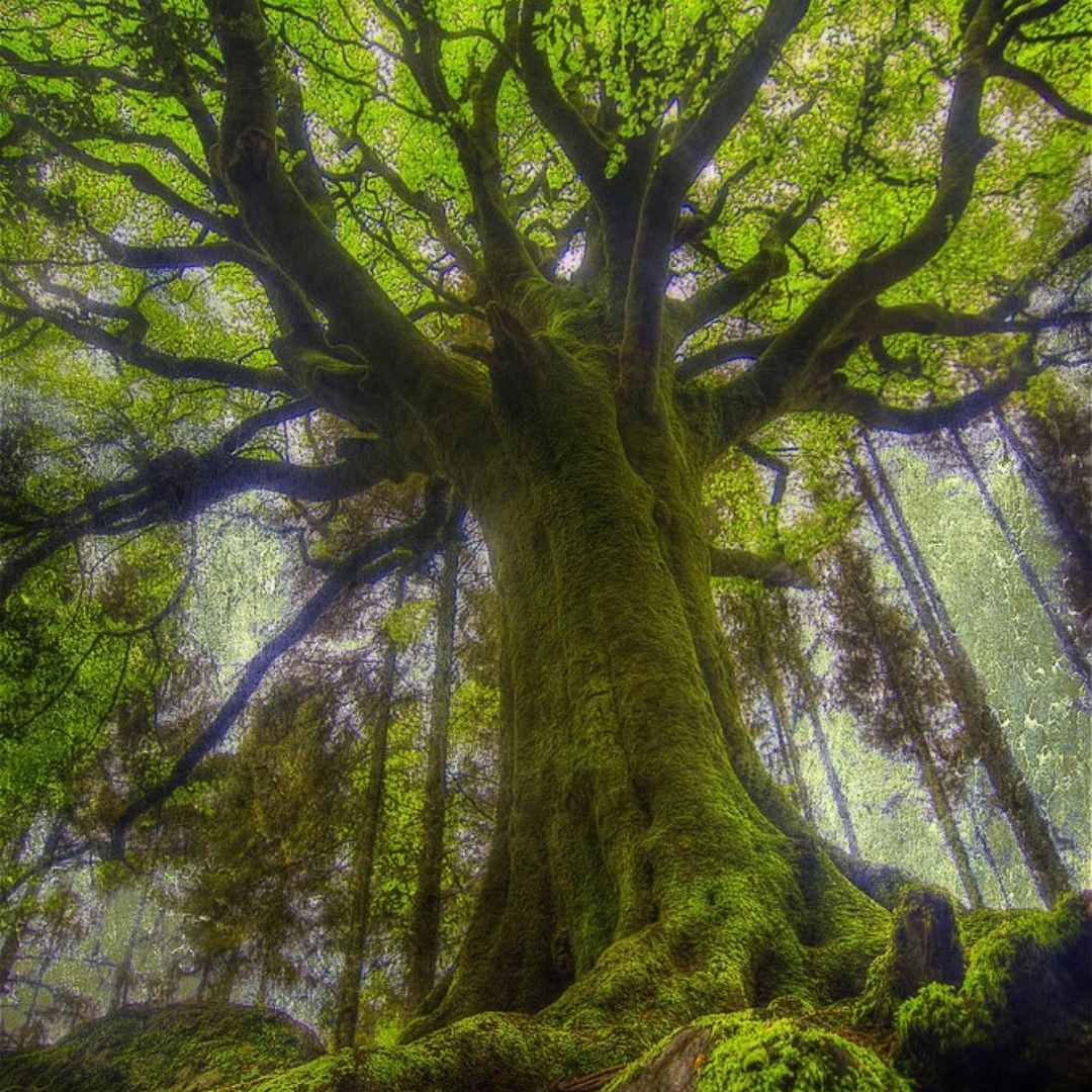 Avatar for Brown's Tree And Stump Service